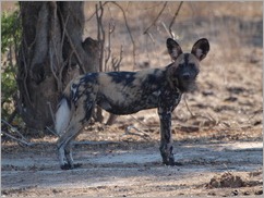 Wild dog, Mana Pools