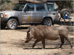 Warthog in Nyamepi Camp, Mana Pools