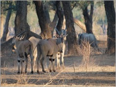 Eland, Mana Pools