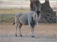 Eland, Mana Pools