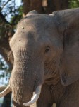 Mana Pools