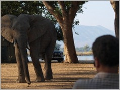 Elephant in Nyamepi Camp, Mana Pools