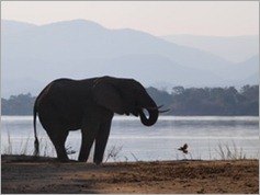 Elephant in Nyamepi Camp, Mana Pools