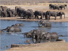 Nyamandhlovu Pan, Hwange National Park