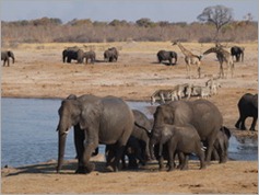 Nyamandhlovu Pan, Hwange National Park