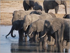 Nyamandhlovu Pan, Hwange National Park