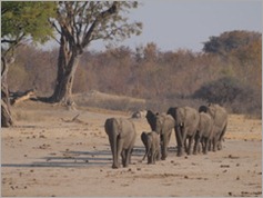 Nyamandhlovu Pan, Hwange National Park