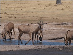 Roan, Ngweshia waterhole, Hwange National Park