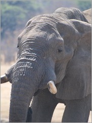 Ngweshia waterhole, Hwange National Park