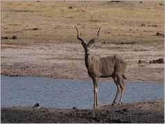 Kudu, Ngweshia waterhole, Hwange National Park