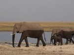 Chobe National Park