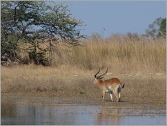 Red Lechwe, Moremi National Park