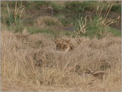 Lions, Moremi National Park