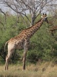 Moremi National Park