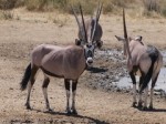 Kgalagadi Transfrontier Park