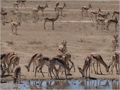 Springbok, Kgalagadi Transfrontier Park