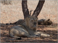 Kgalagadi Transfrontier Park