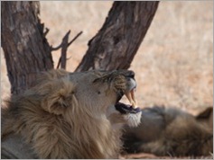 Kgalagadi Transfrontier Park