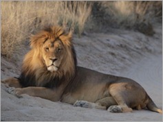 Kgalagadi Transfrontier Park